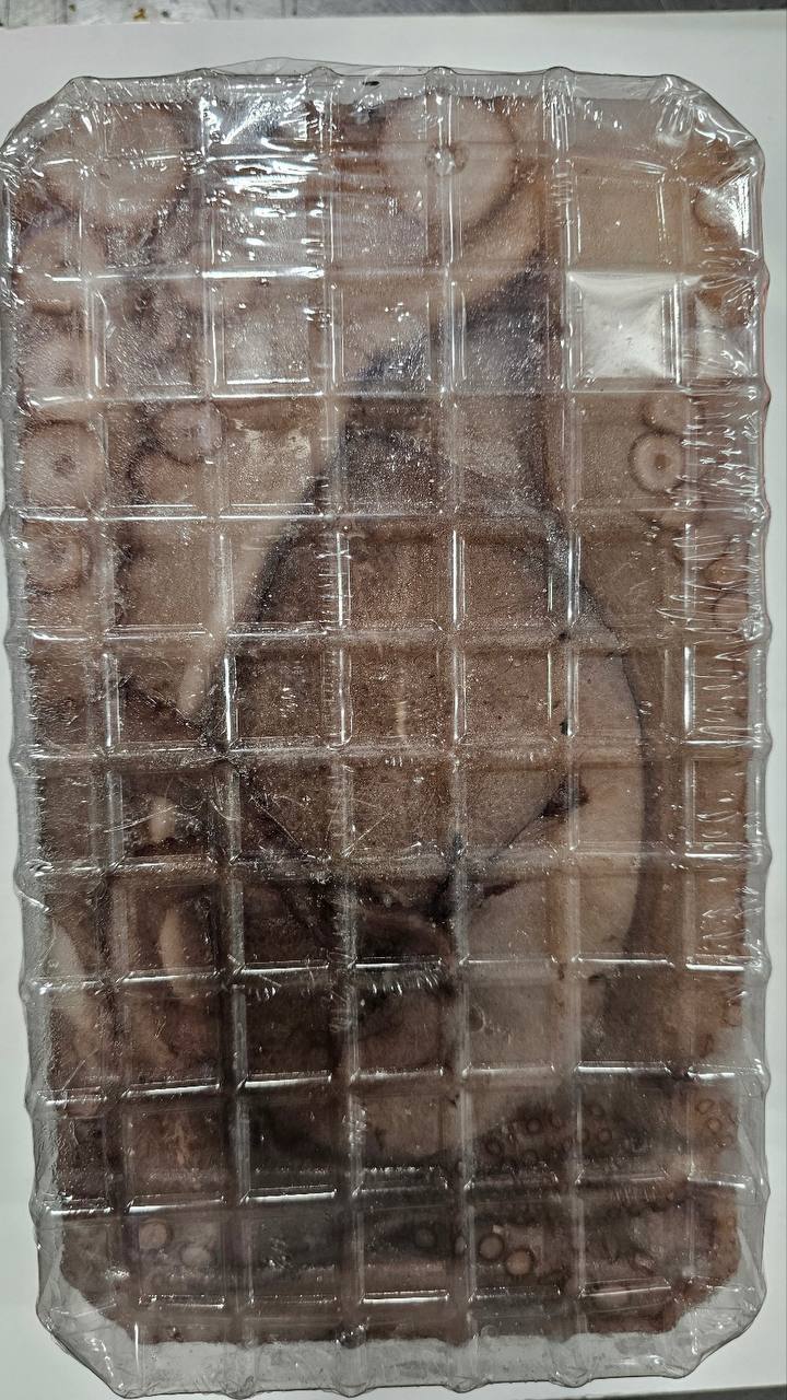 Frozen Octopus Fundraiser 2025