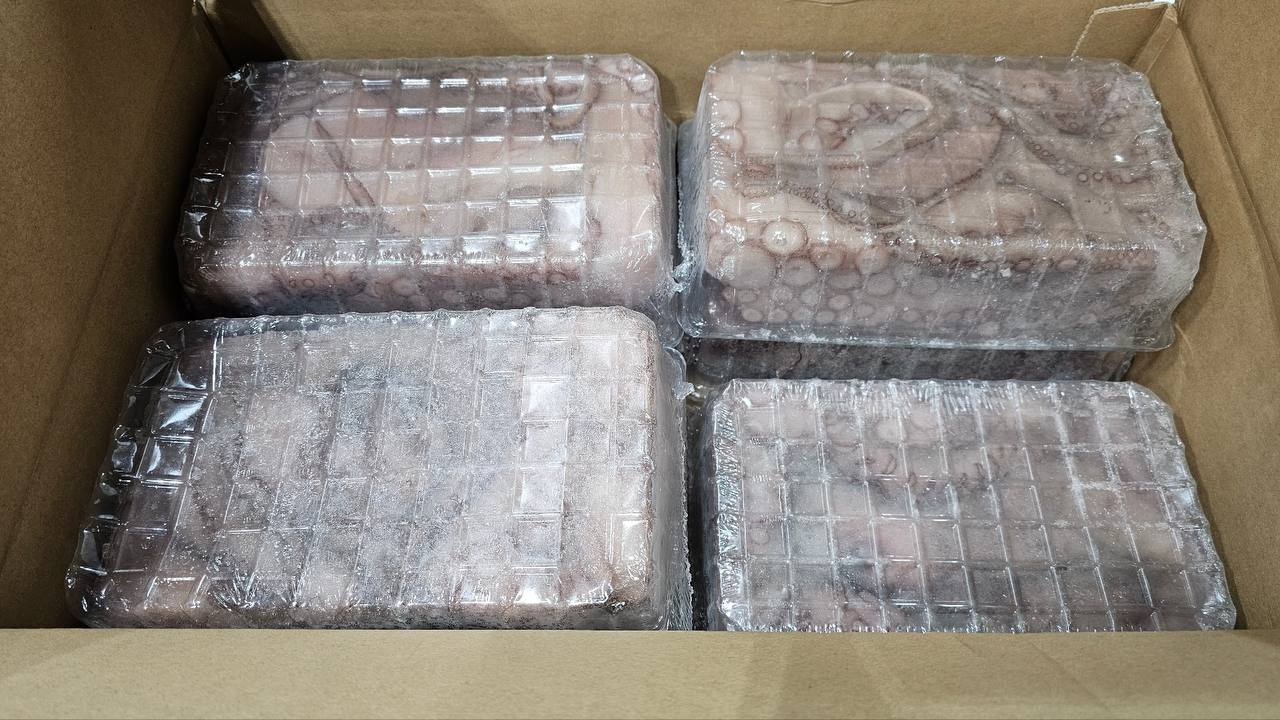 Frozen Octopus Fundraiser 2025